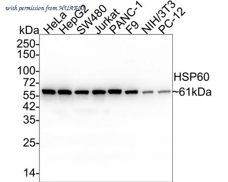 HUABIO ET1609-45-50UL image 1