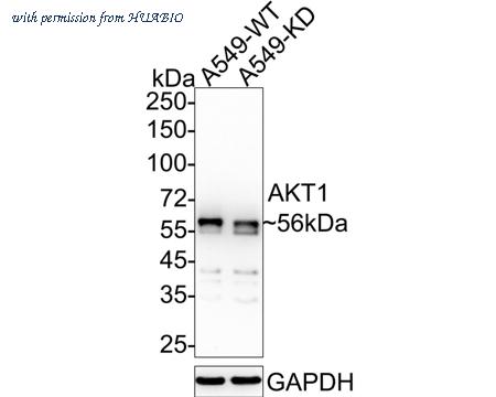 HUABIO ET1609-47 image 1
