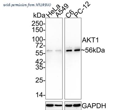 HUABIO ET1609-47 image 2