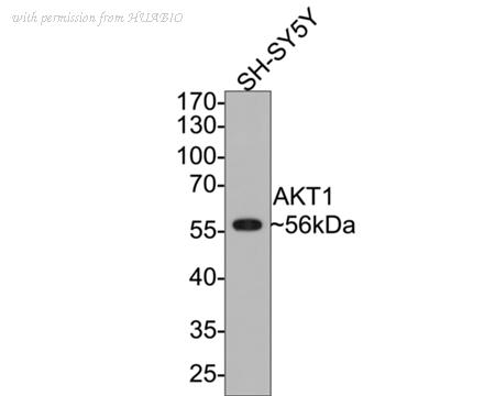 HUABIO ET1609-47 image 3