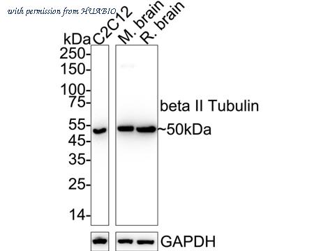 HUABIO ET1609-48 image 1