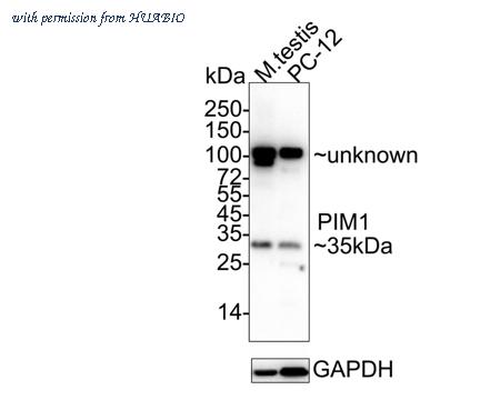 HUABIO ET1609-57 image 2