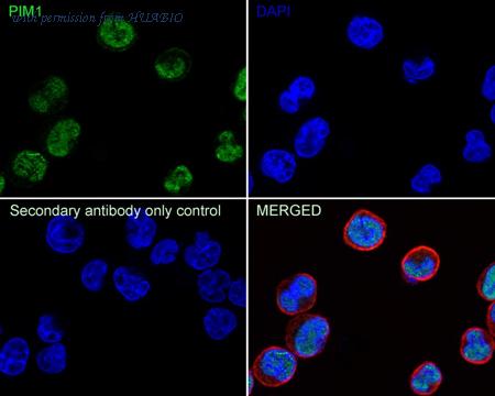 HUABIO ET1609-57 image 3