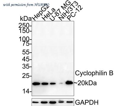 HUABIO ET1609-58 image 1
