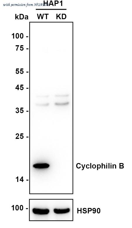 HUABIO ET1609-58 image 2