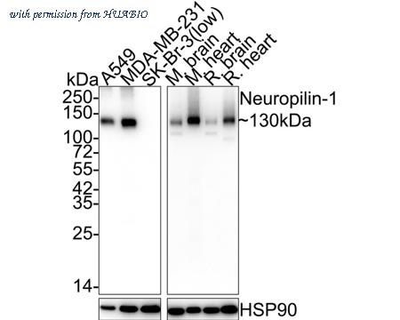 HUABIO ET1609-69-50UL image 3