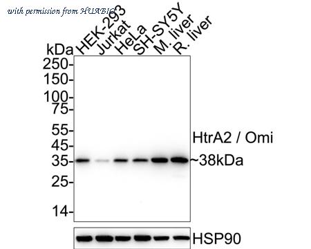 HUABIO ET1609-73 image 1