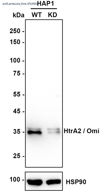 HUABIO ET1609-73 image 2