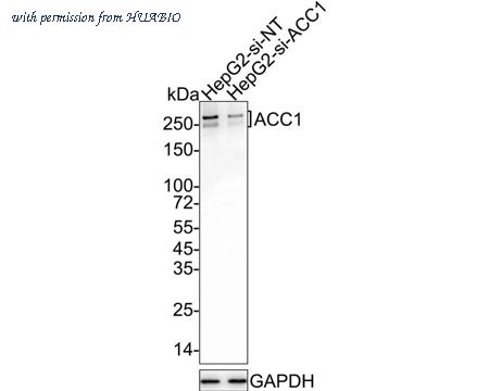 HUABIO ET1609-77 image 2