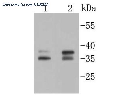 HUABIO ET1609-79 image 1