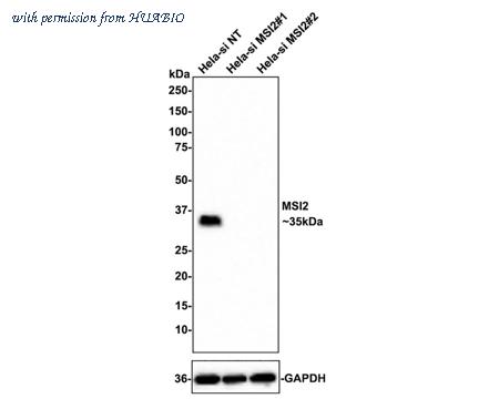 HUABIO ET1609-79 image 2