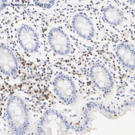 HUABIO ET1610-1 image 2