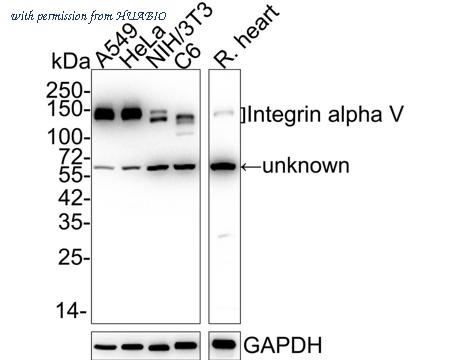 HUABIO ET1610-15-50UL image 1