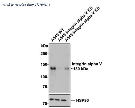 HUABIO ET1610-15-50UL image 2