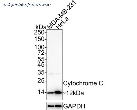 HUABIO ET1610-16 image 2