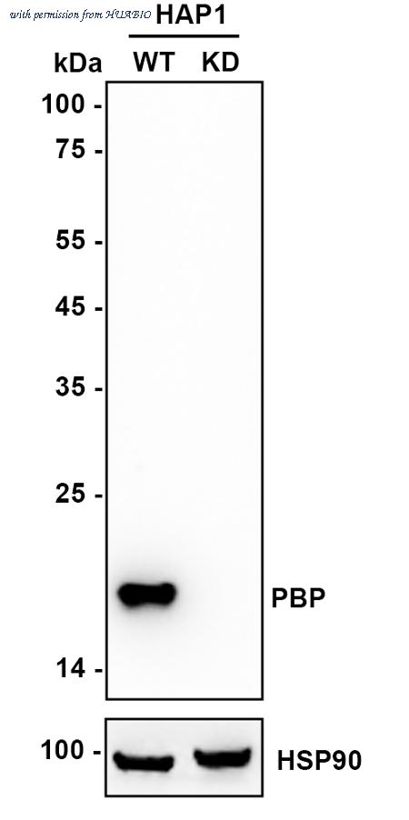HUABIO ET1610-18 image 1