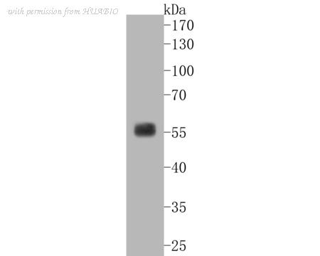 HUABIO ET1610-19 image 2
