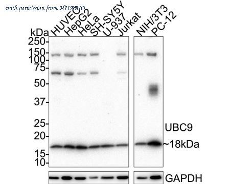 HUABIO ET1610-21 image 1