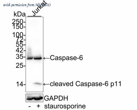 HUABIO ET1610-24 image 1