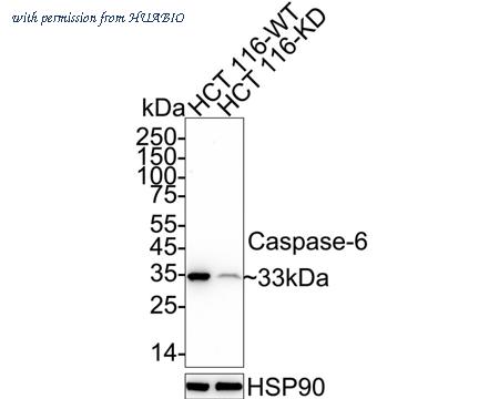 HUABIO ET1610-24 image 2