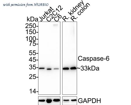 HUABIO ET1610-24 image 3