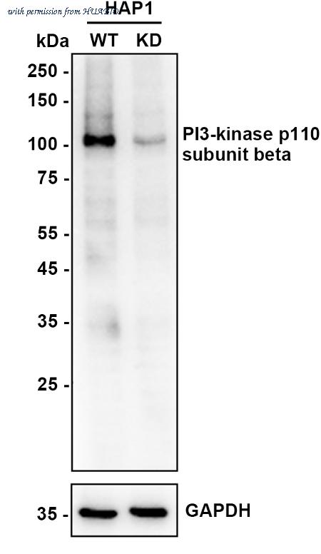 HUABIO ET1610-36 image 2
