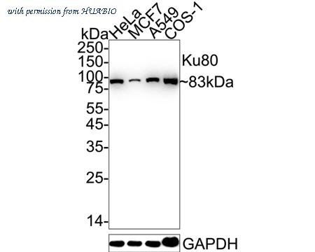 HUABIO ET1610-40 image 1