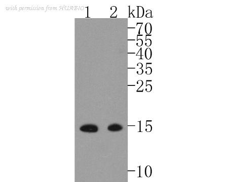 HUABIO ET1610-47 image 1
