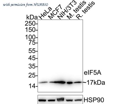 HUABIO ET1610-49 image 1