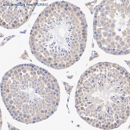 HUABIO ET1610-49 image 3