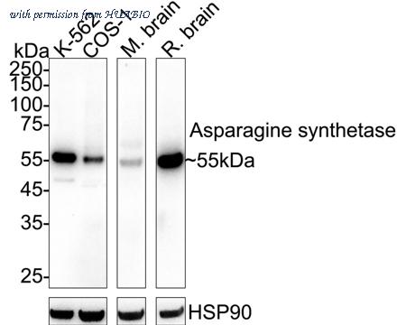 HUABIO ET1610-50 image 1