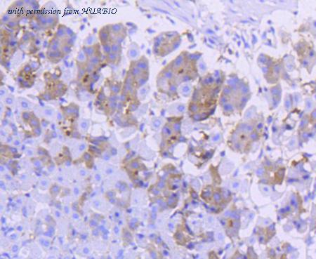 HUABIO ET1610-50 image 3