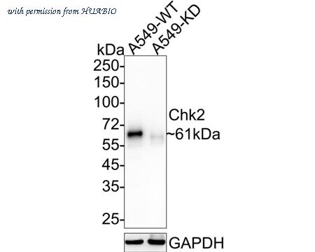 HUABIO ET1610-52 image 1
