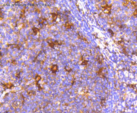 HUABIO ET1610-53 image 3