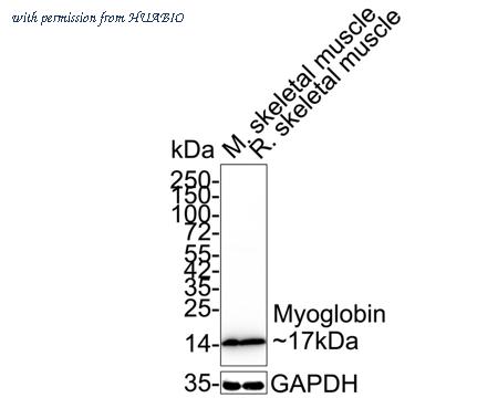 HUABIO ET1610-56 image 1