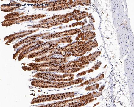 HUABIO ET1610-57 image 3