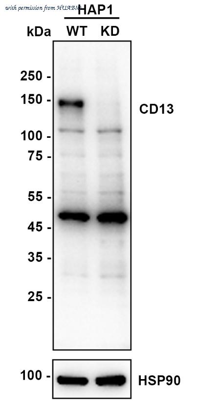 HUABIO ET1610-59 image 1