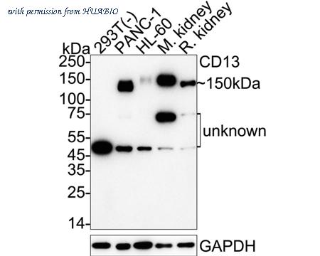 HUABIO ET1610-59 image 2