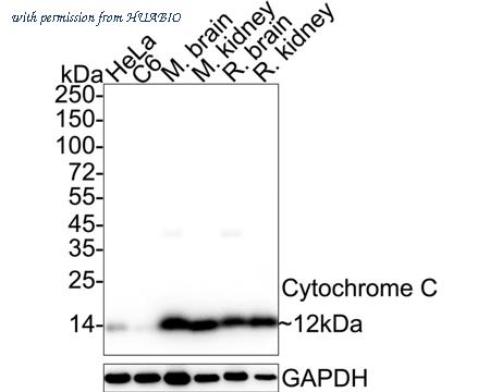 HUABIO ET1610-60 image 1