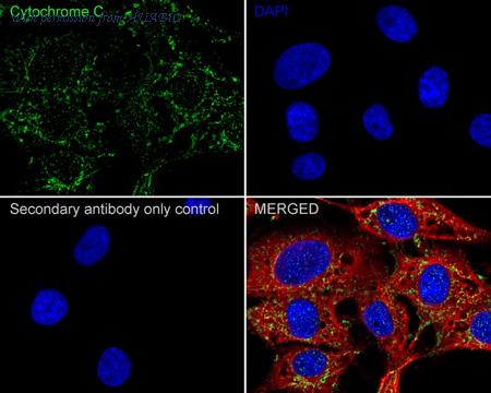 HUABIO ET1610-60 image 3