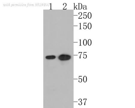 HUABIO ET1610-65 image 3