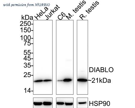HUABIO ET1610-74 image 1