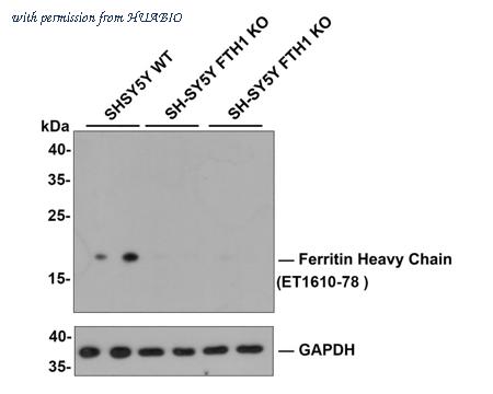 HUABIO ET1610-78-50UL image 2