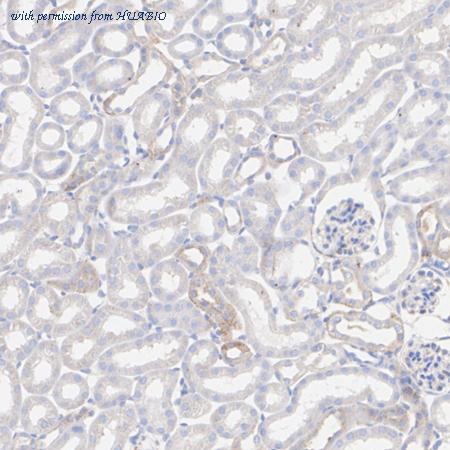 HUABIO ET1610-8 image 3