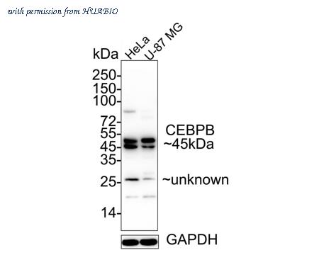 HUABIO ET1610-9-50UL image 2