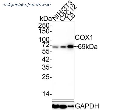 HUABIO ET1610-98 image 1