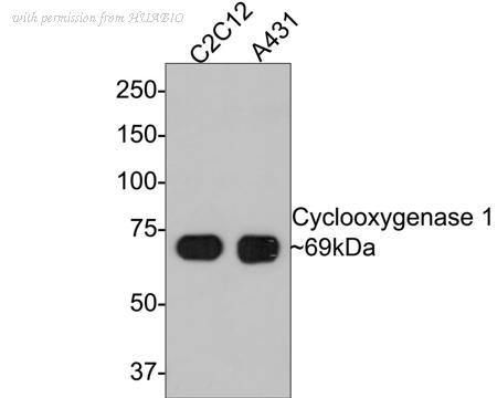 HUABIO ET1610-98 image 2