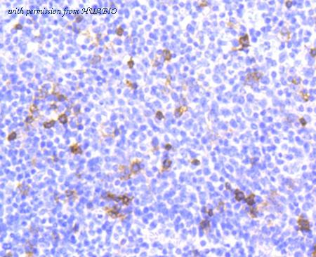 HUABIO ET1611-27 image 1