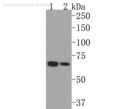 HUABIO ET1611-32 image 1
