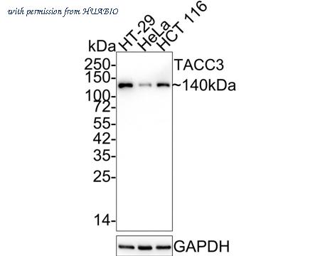 HUABIO ET1611-34 image 1